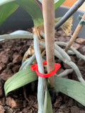 Small cat-shaped plastic plant clip in green, red, white, or yellow for securing vines in the garden.