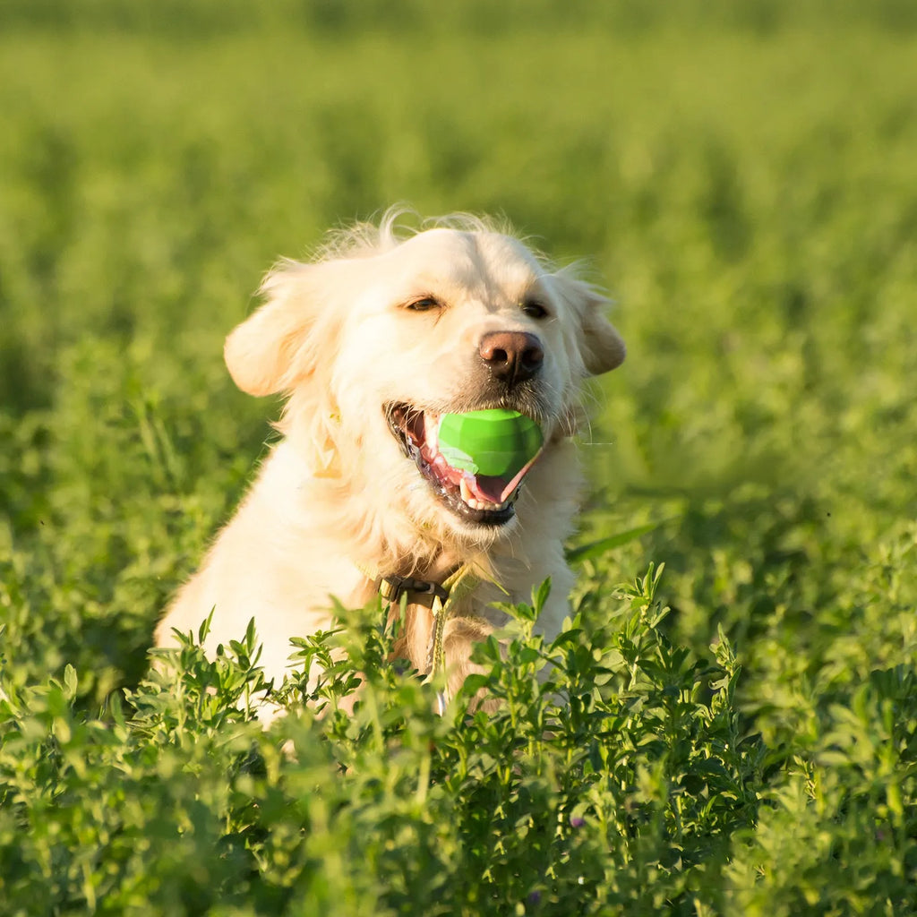 Green natural rubber squeaky dog chew ball for large dogs on a white background.
