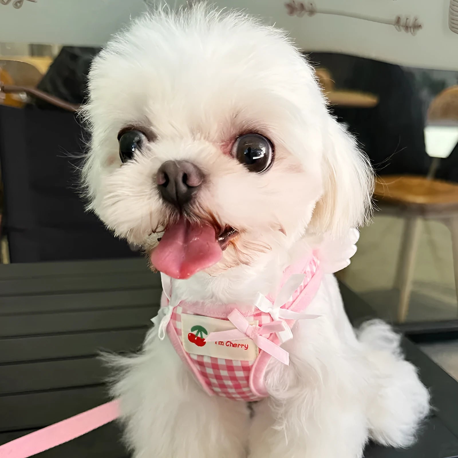 Cotton chest-back dog harness with hand holding rope for small dogs in pink colour