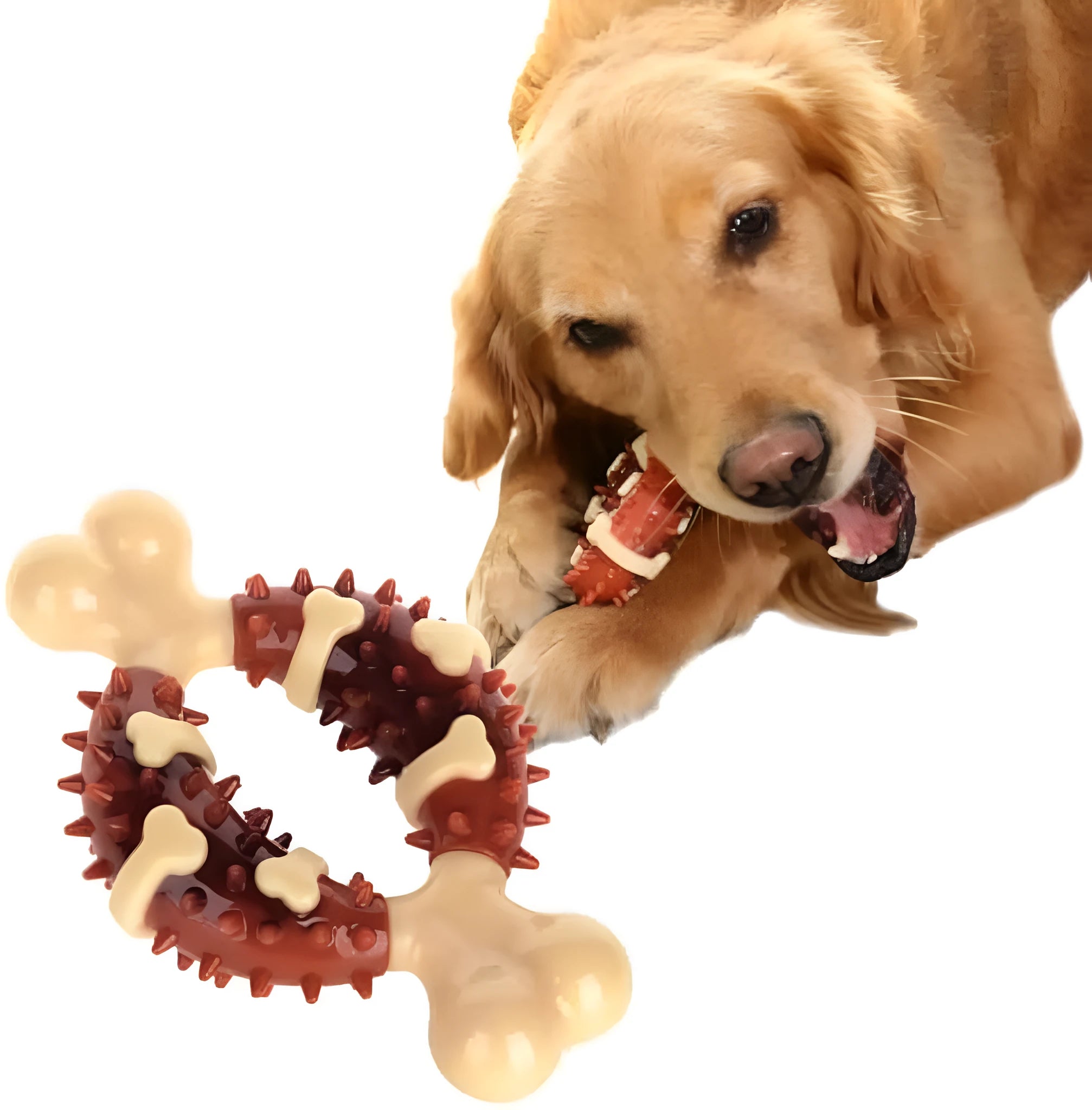 Natural rubber bone-shaped dog molar toy for teeth grinding and anxiety relief in two size options