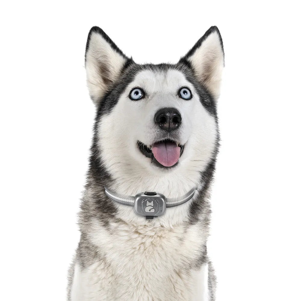 Black Pet GF-07 GPS locator device with hanging rope for pet collar attachment