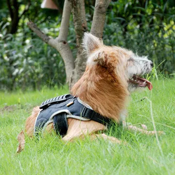 Reflective pet harness for dogs in Gray with adjustable safety straps
