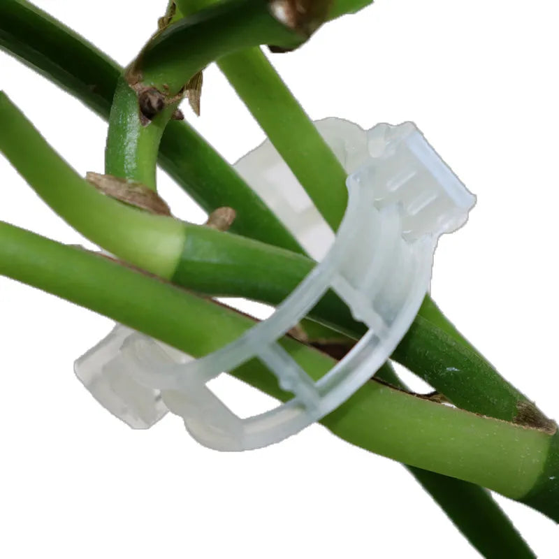 Assorted coloured plastic plant training clips for securing tomato plant branches in the garden.