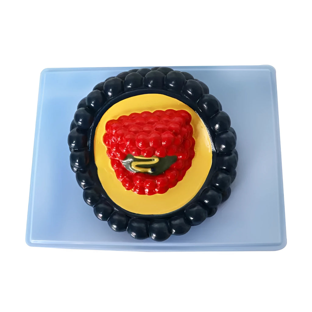 Black PVC virus model measuring 20 x 15 x 7 cm for biological education