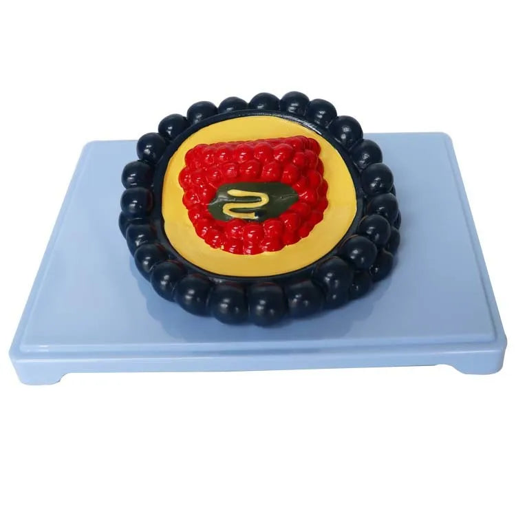 Black PVC virus model measuring 20 x 15 x 7 cm for biological education