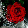 Frameless digital oil painting of a water drop red rose on linen canvas, 40x50cm, with flat visual effect