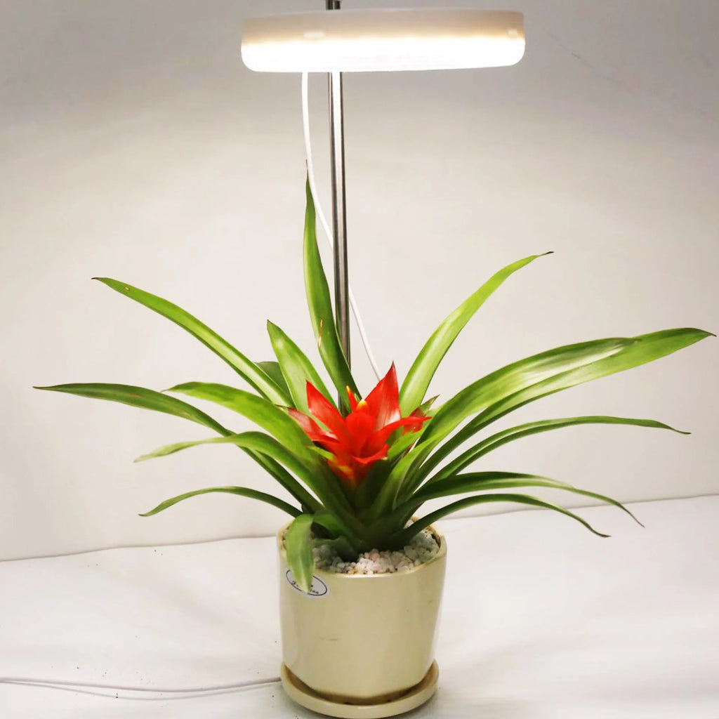 Compact desk plant growth lamp with full spectrum light on a home office workspace.