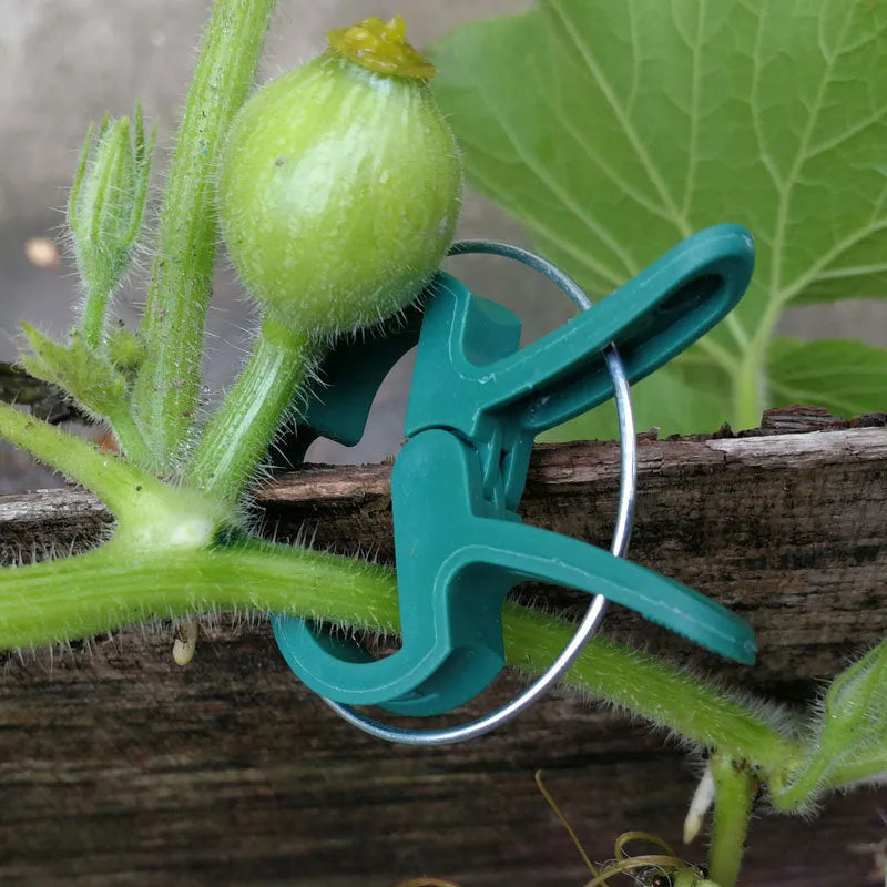 Set of green plastic plant fixing clips with zinc springs, showing large and small sizes for garden use.