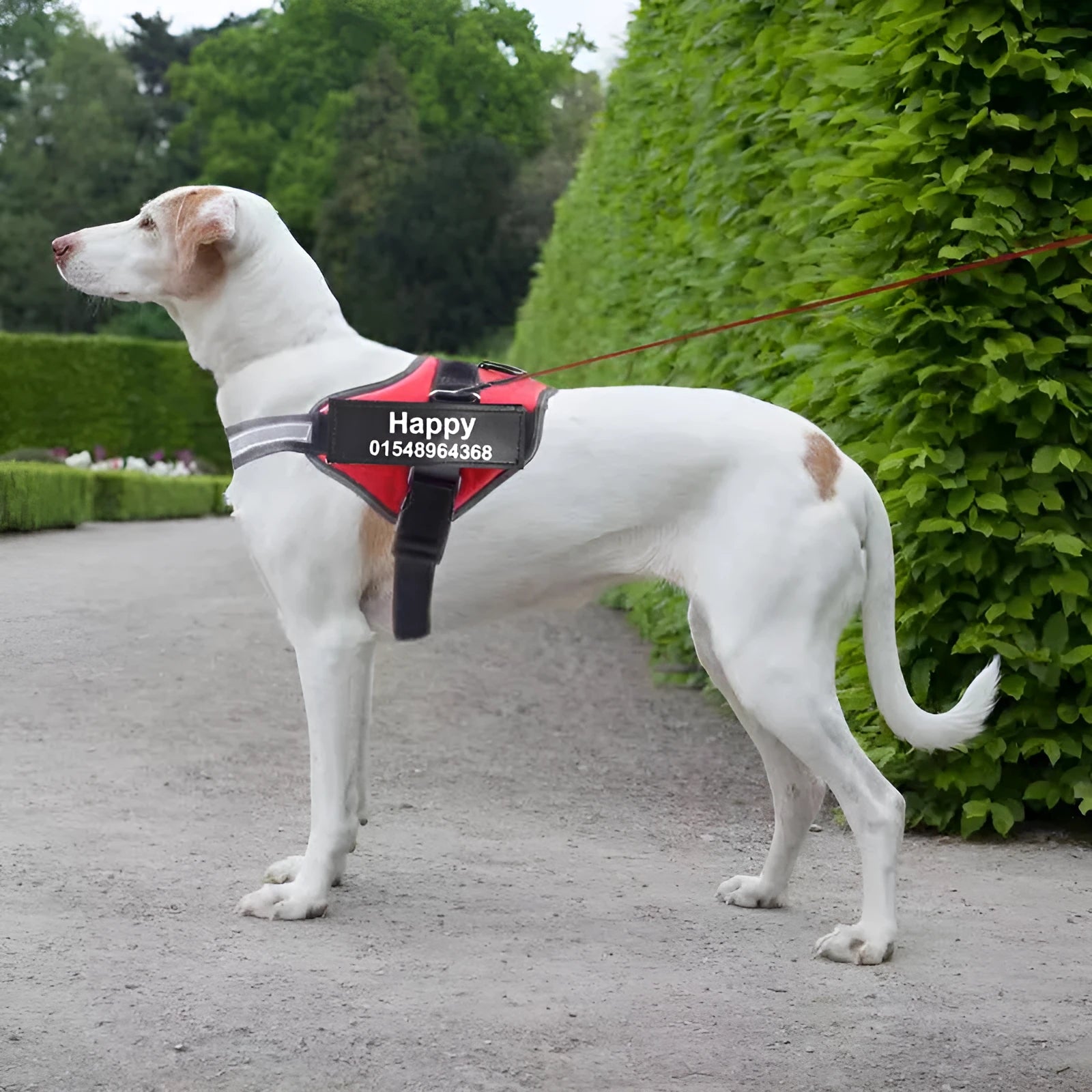 Reflective adjustable no-pull dog harness vest with chest strap and D-ring leash attachment