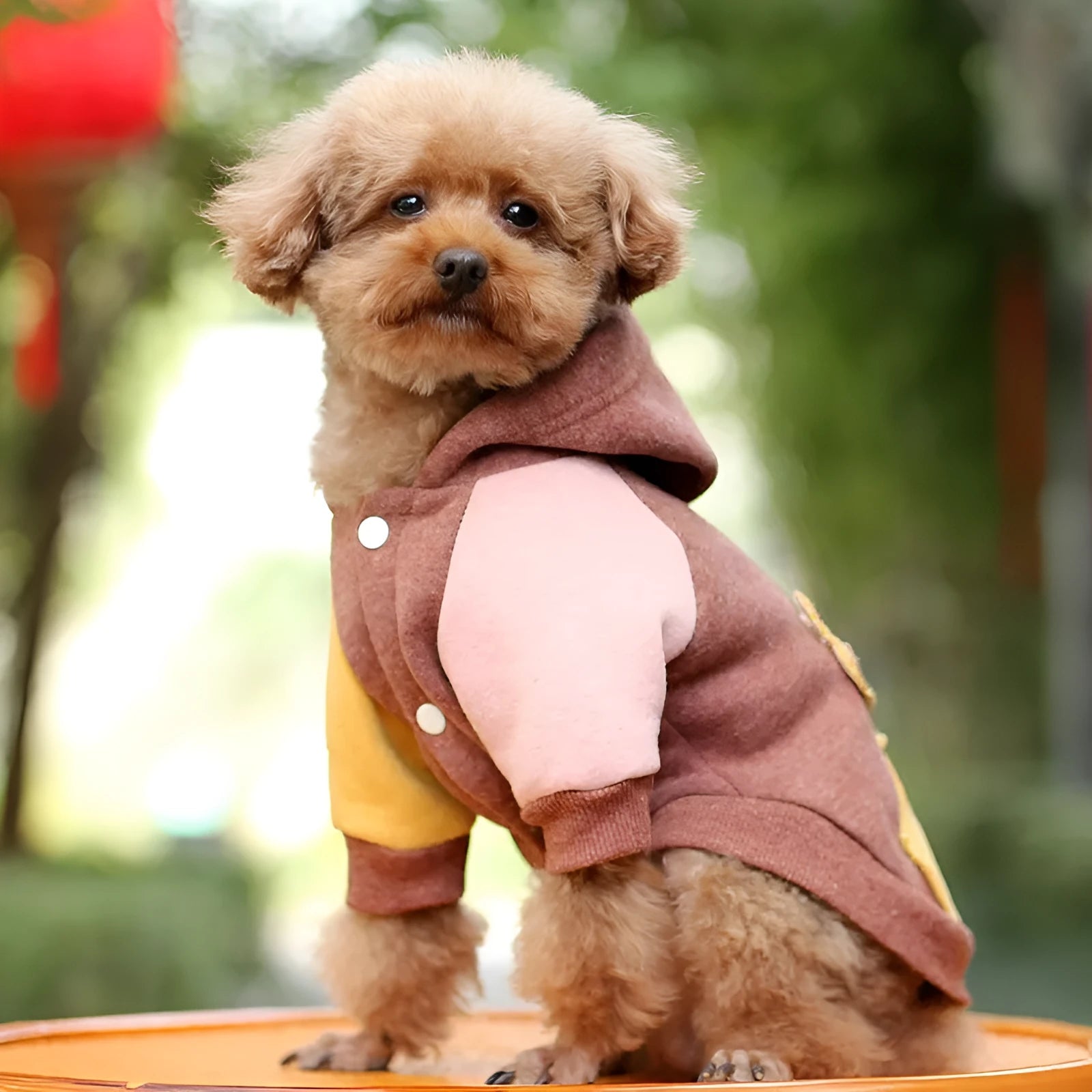 Brown cotton pet sweatshirt for dogs or cats showing casual leisure design