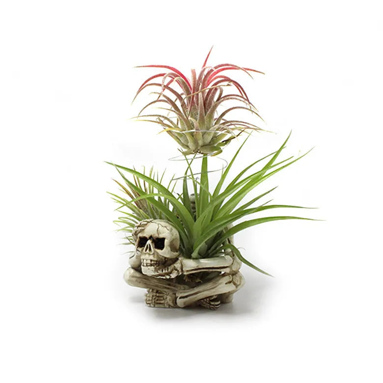Gothic style resin air plant bracket with skull design for soilless tillandsia display