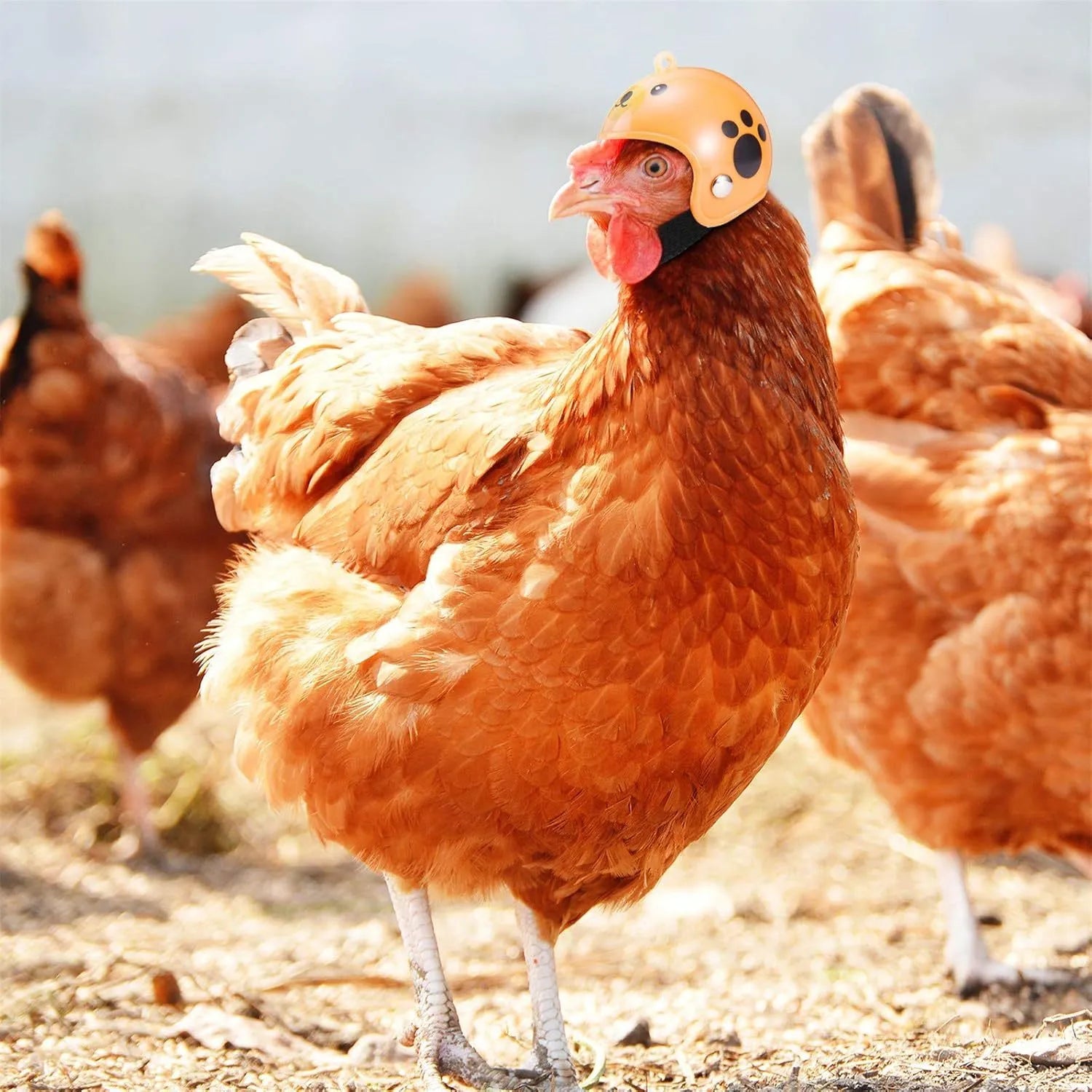 Adjustable hard plastic chicken helmet with sponge lining, elastic bands, and colourful options for small birds and poultry.