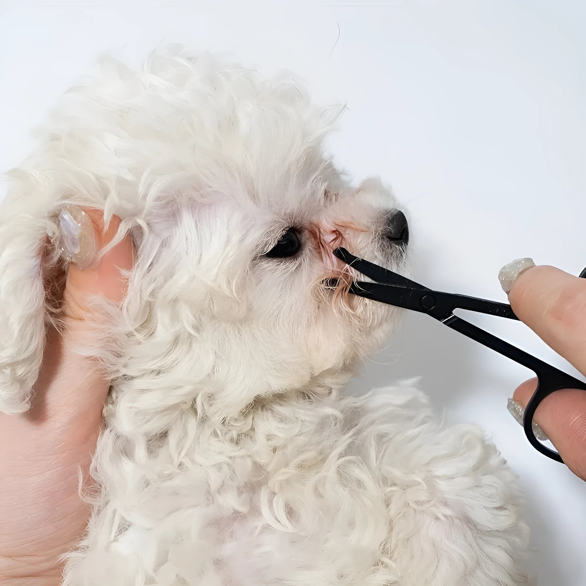Black pet grooming brush with comb for tear stain removal and hair grooming on dogs and cats