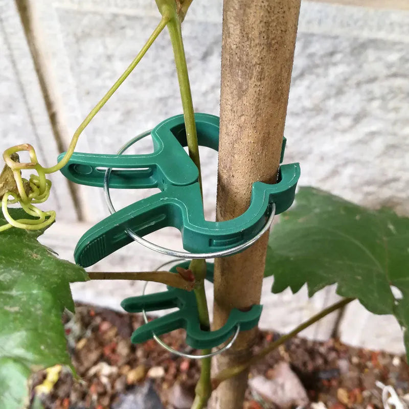 Set of green plastic plant fixing clips with zinc springs, showing large and small sizes for garden use.