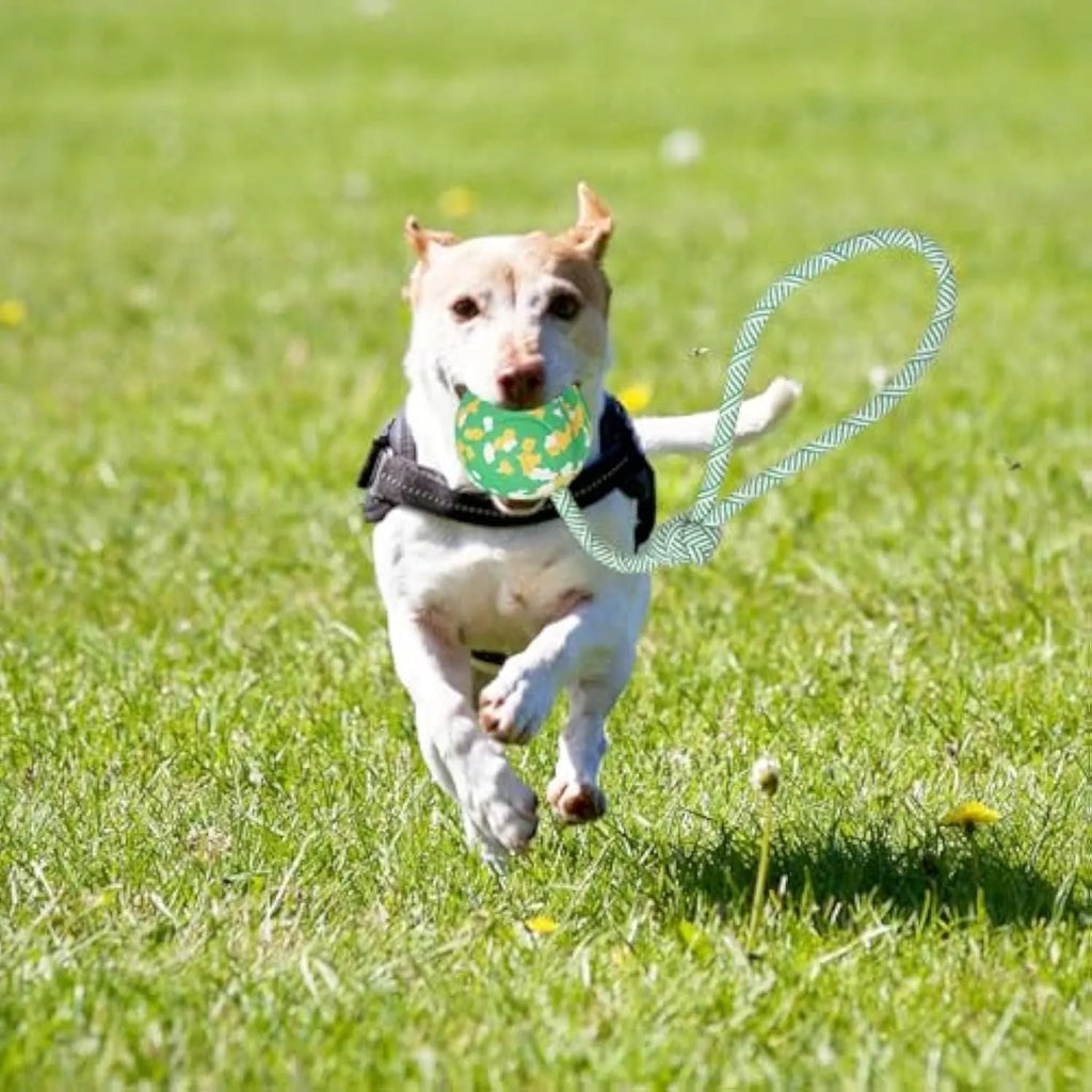 Natural rubber dog ball attached to a blue nylon rope for fetch and tug-of-war play.