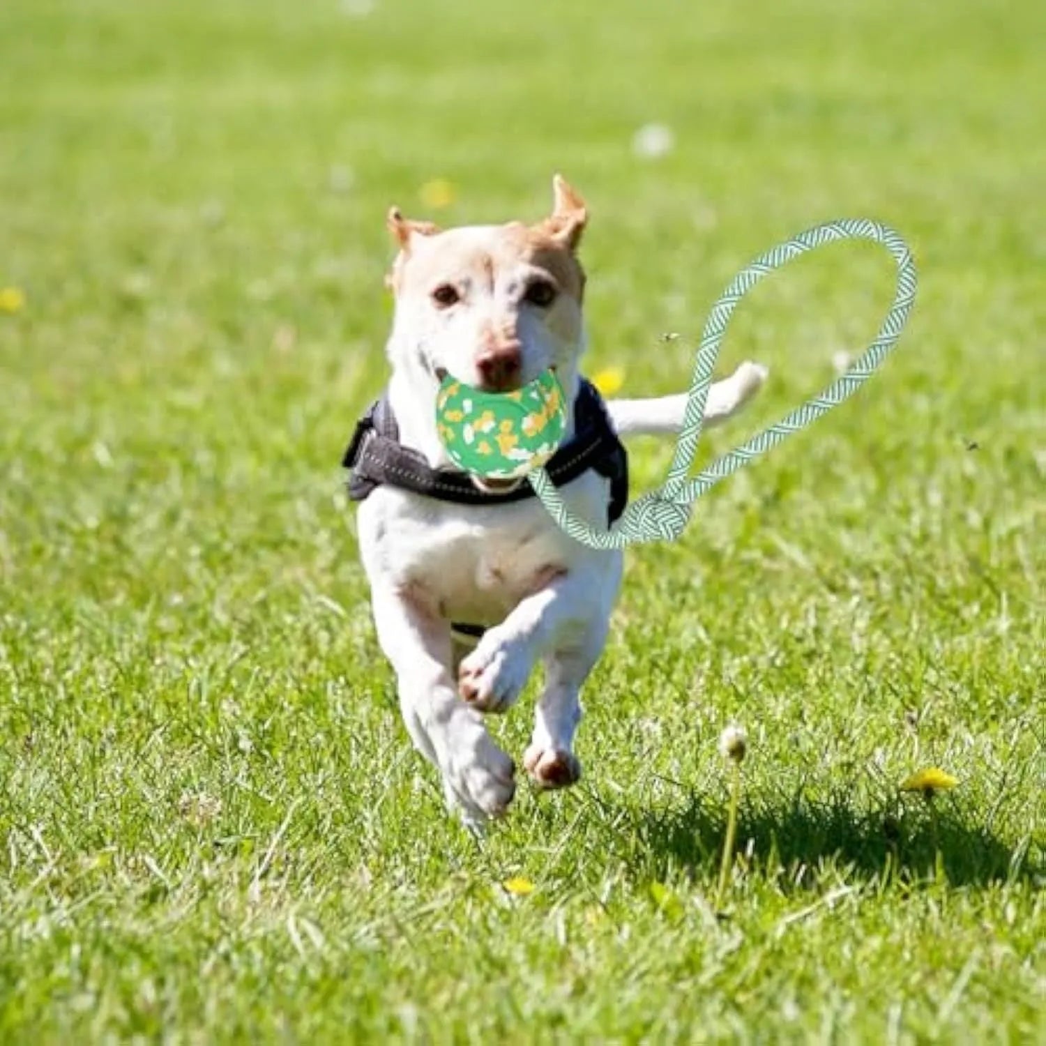 Natural rubber dog ball attached to a blue nylon rope for fetch and tug-of-war play.