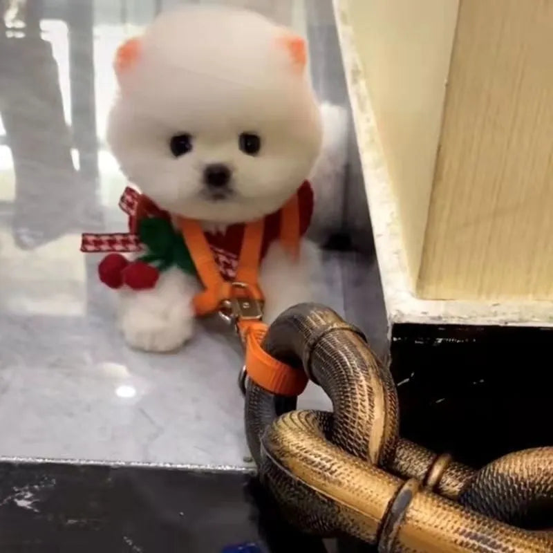 PP plastic dog walking leash with simulated chain design in bronze colour