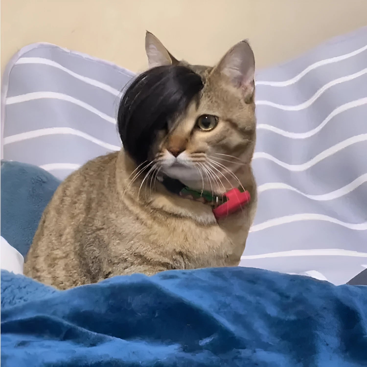 Black polyester cat wig with imitation braid design for fox costume dressing