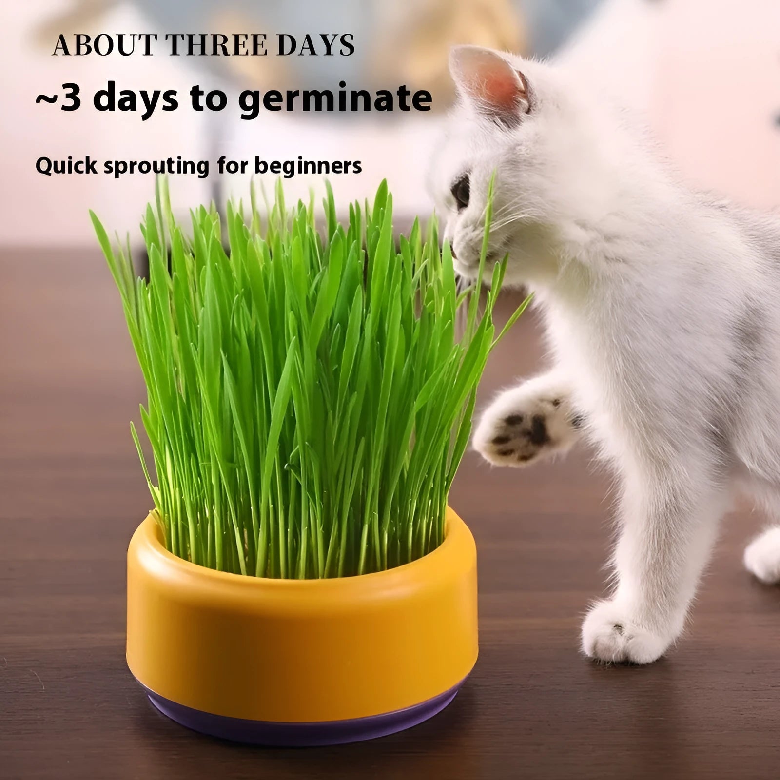 Blue hydroponic cat grass growing kit with seeds for indoor feline enrichment