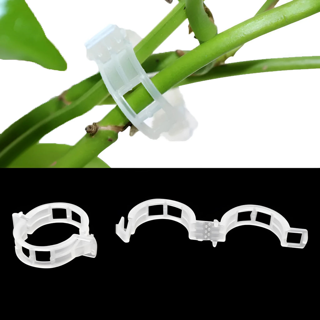 Assorted coloured plastic plant training clips for securing tomato plant branches in the garden.