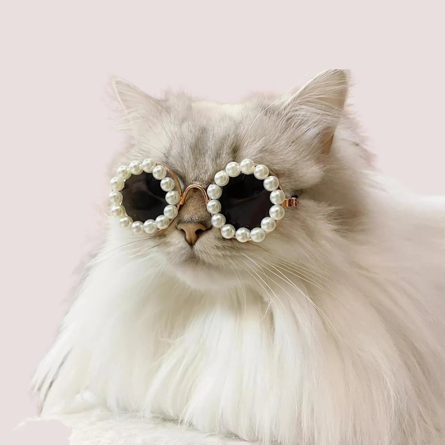 Cat and dog pearl rimmed round sunglasses in five colours black blue coffee orange purple with two sizes 8cm and 11cm