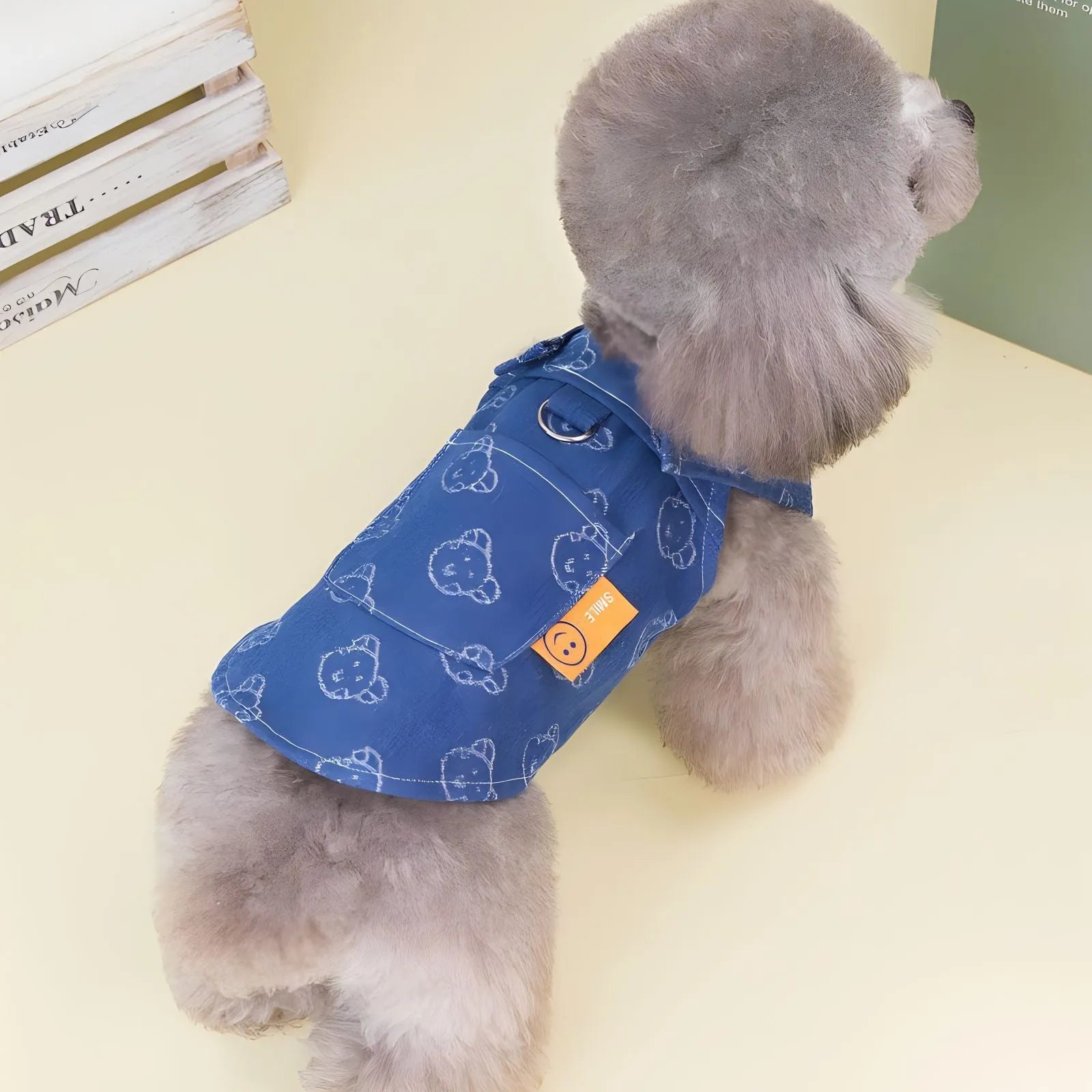 Teddy Bichon dog wearing denim princess dress with bracket skirt detailing