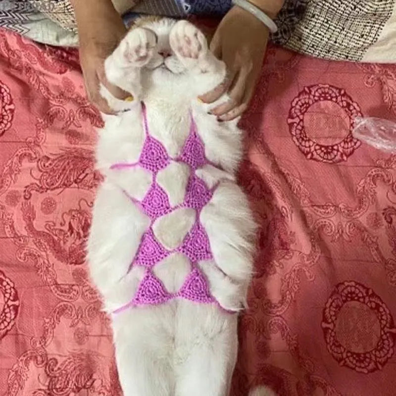 Cat wearing bikini costume in pink colour for festival party