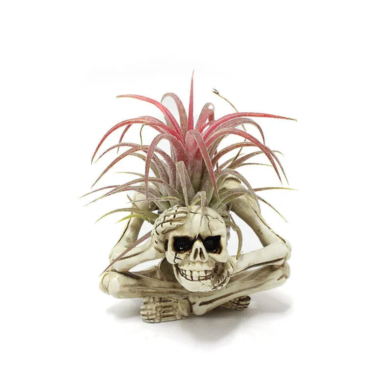 Gothic style resin air plant bracket with skull design for soilless tillandsia display