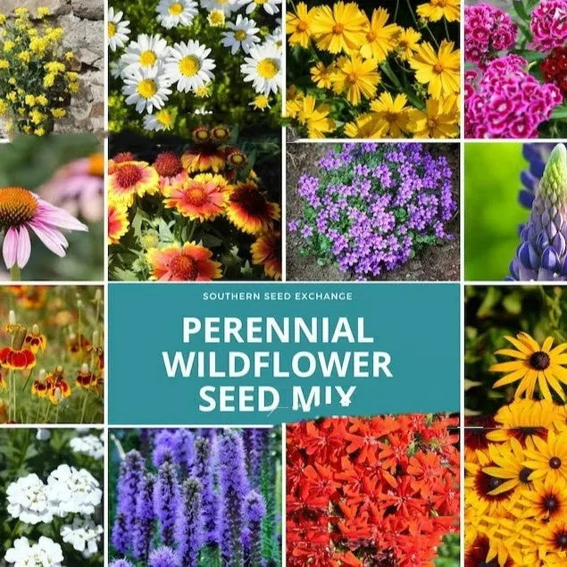 Packet of Purpleflower Holly Leaf mixed wildflower seeds for garden borders