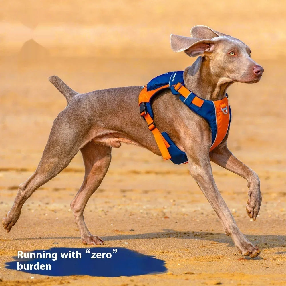 Orange blue nylon dog chest strap vest style with chain ring on neutral background