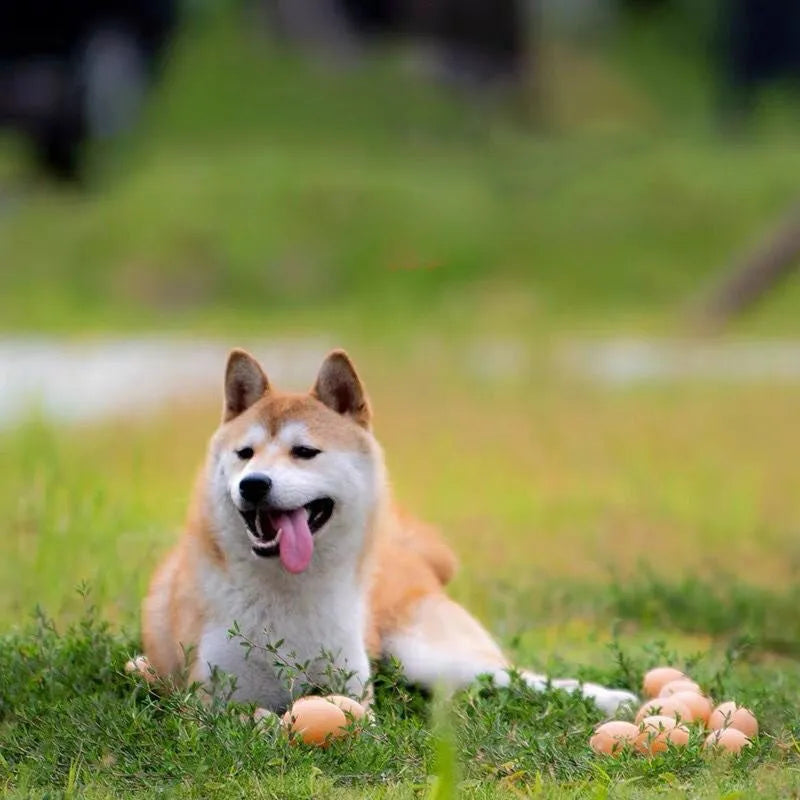 Simulation egg dog toy with sound in assorted colour, rounded plastic design for chewing and fetch play