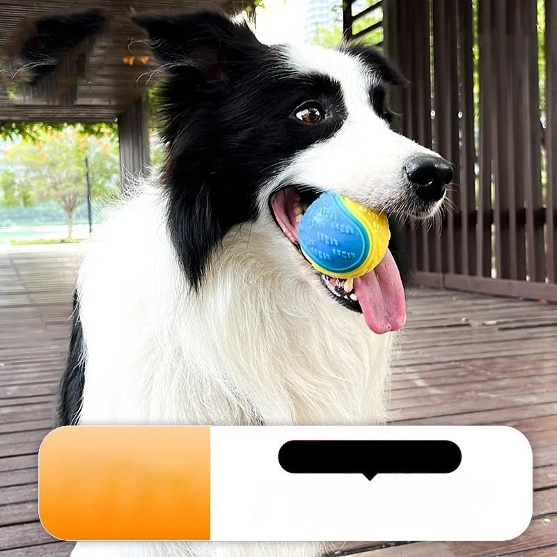 TPR dog molar sounding training ball in blue orange colour on white background