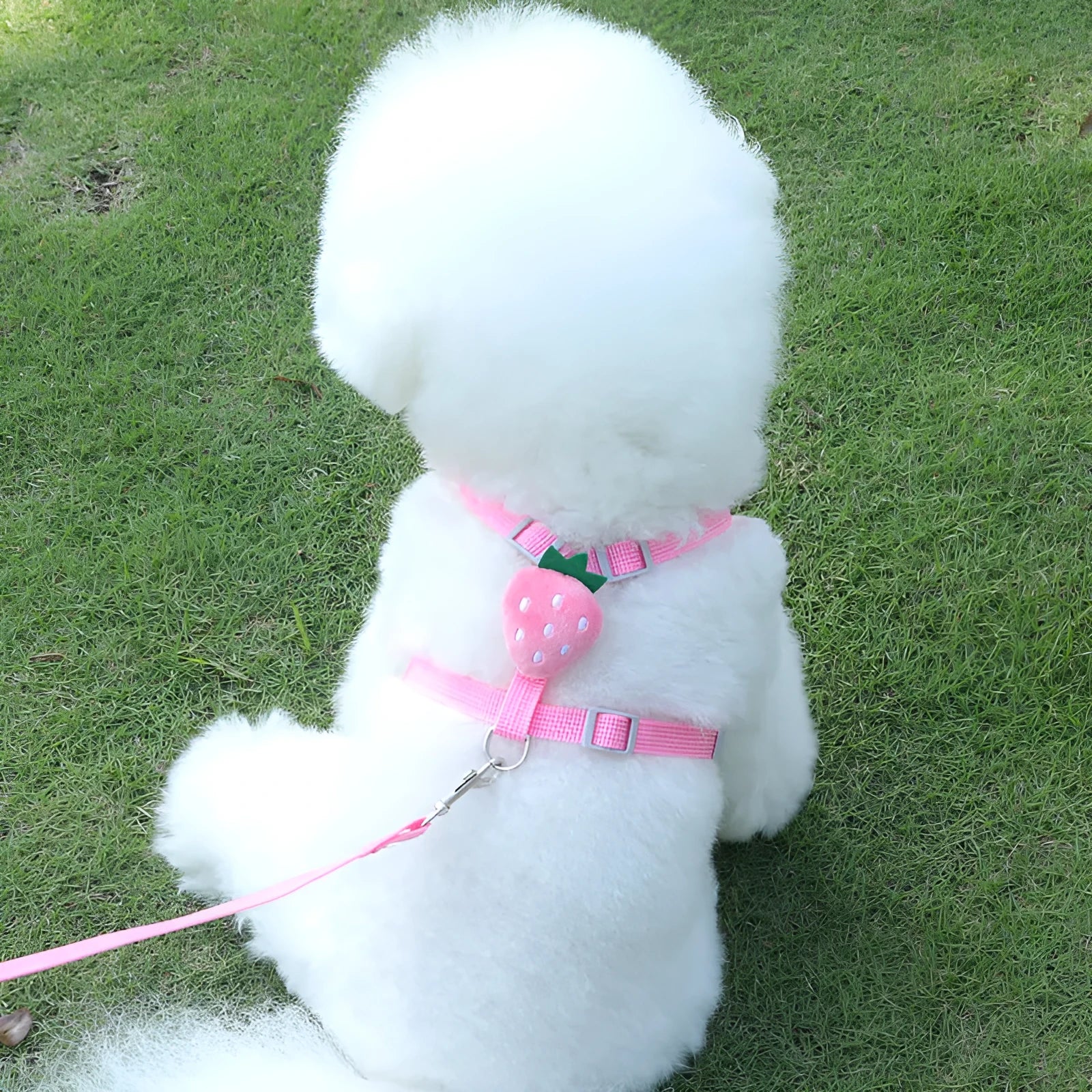 Reflective vest-style dog harness with attached hand holding rope in avocado green colour for small dogs.