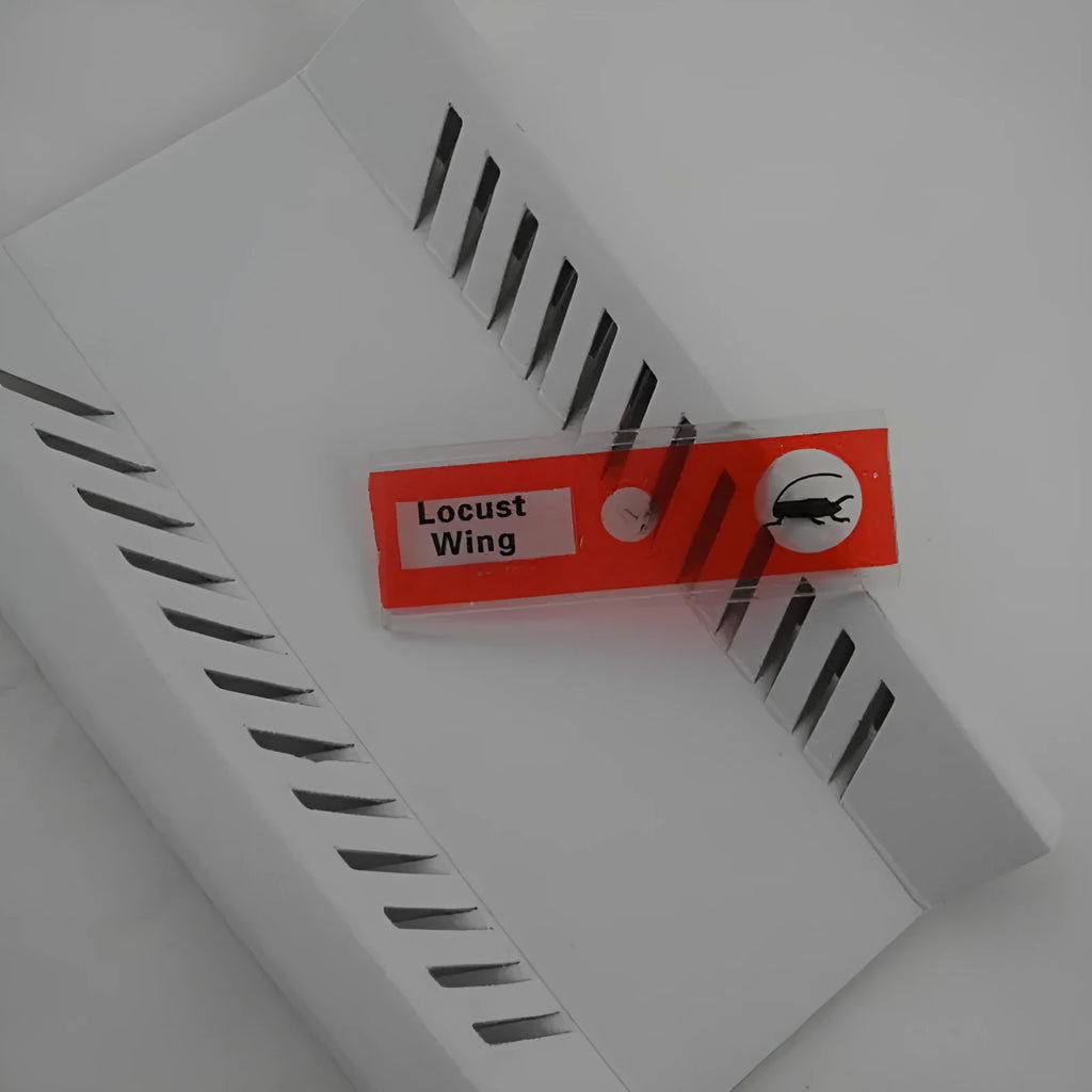 Colour-coded plastic microscope slides set with plant rhizomes and insect specimens for children's observation