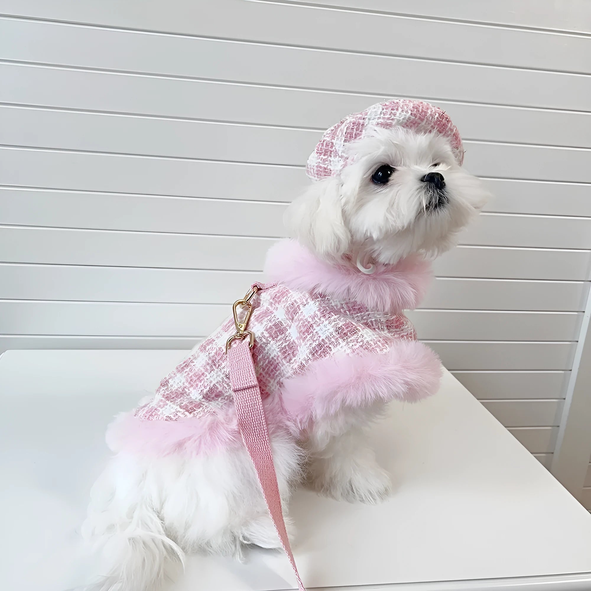 Cat wearing pink hooded cloak with matching beret and attached rope leash costume set