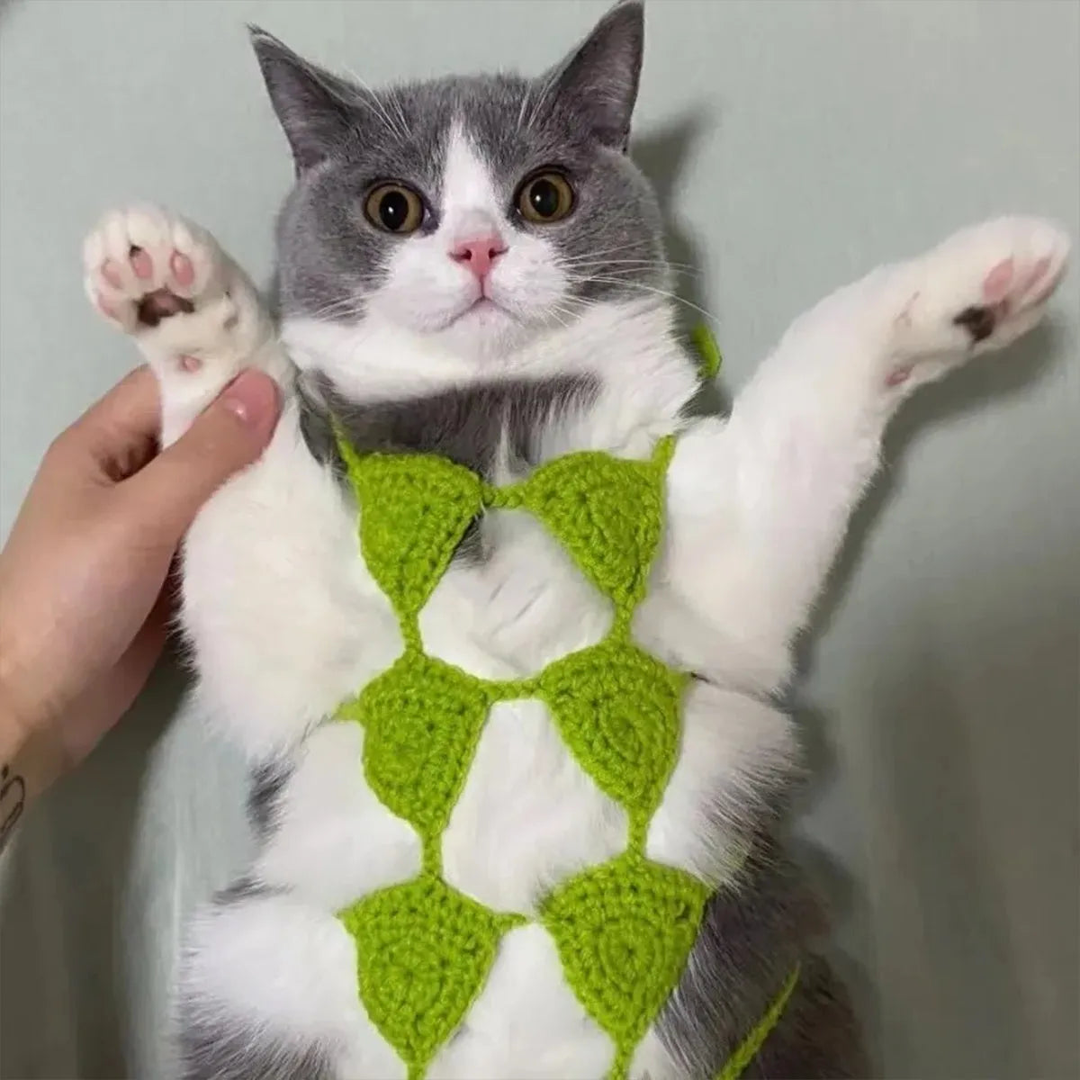 Cat wearing bikini costume in pink colour for festival party