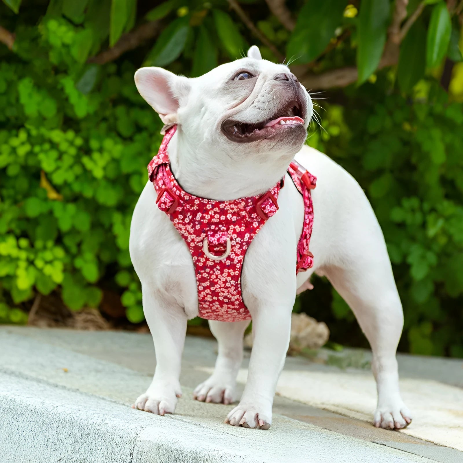 Floral pattern cotton pet chest harness with leash attachment for dogs