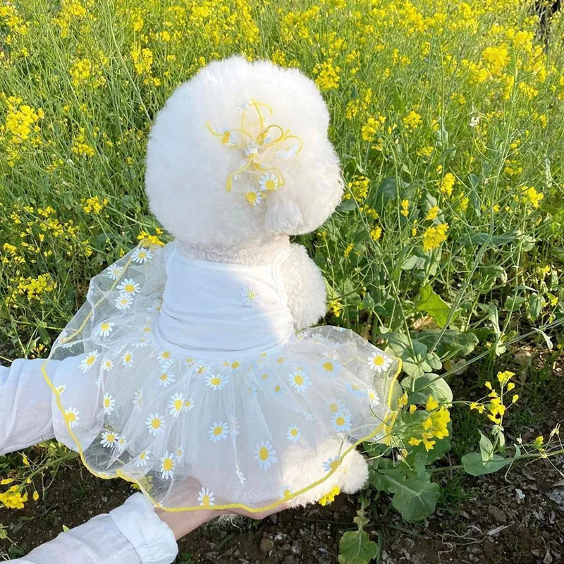 Summer thin dog coat in yellow little Daisy print for small to large dogs