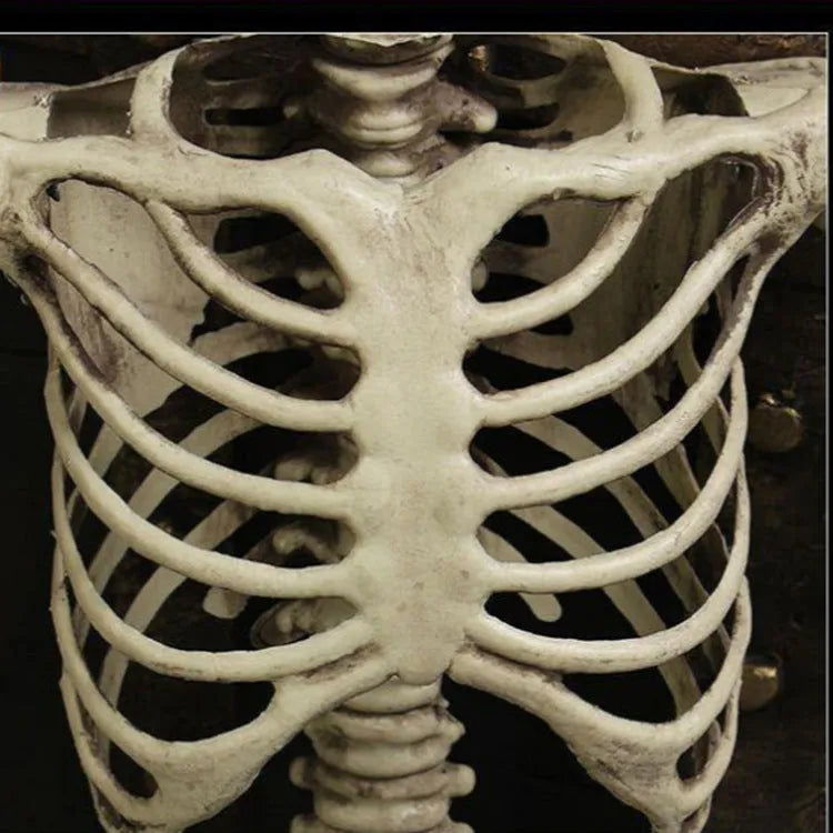 Full-size plastic skeleton prop standing 170cm tall with realistic bone structure