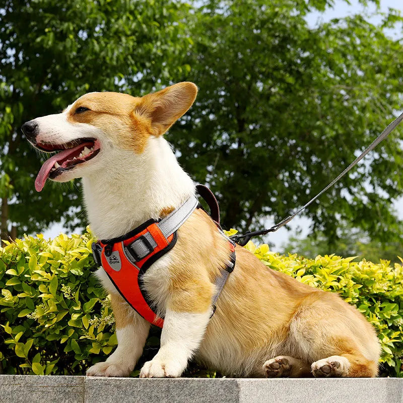 Dog hand holding rope vest chest strap in polyester with colour options and sizes L M XL