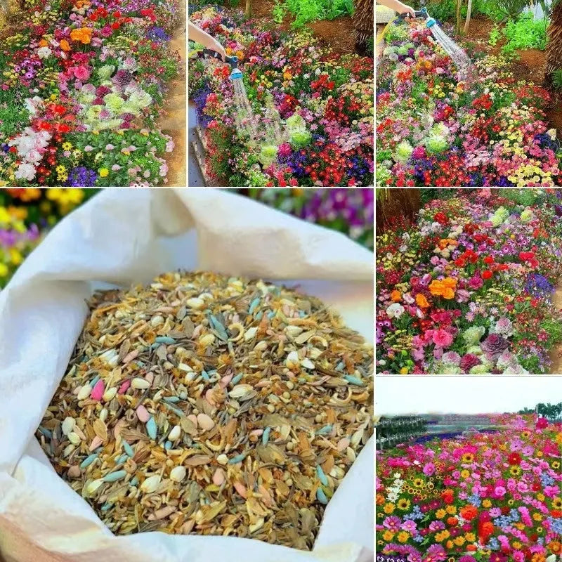 Packet of Purpleflower Holly Leaf mixed wildflower seeds for garden borders