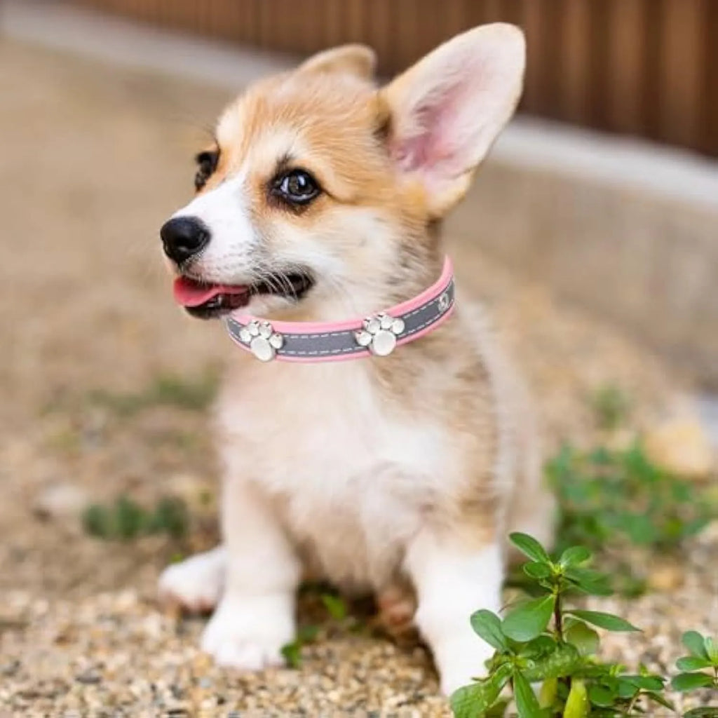 Reflective adjustable PU leather dog collar with metal paw rivet, shown in size L for medium dogs.