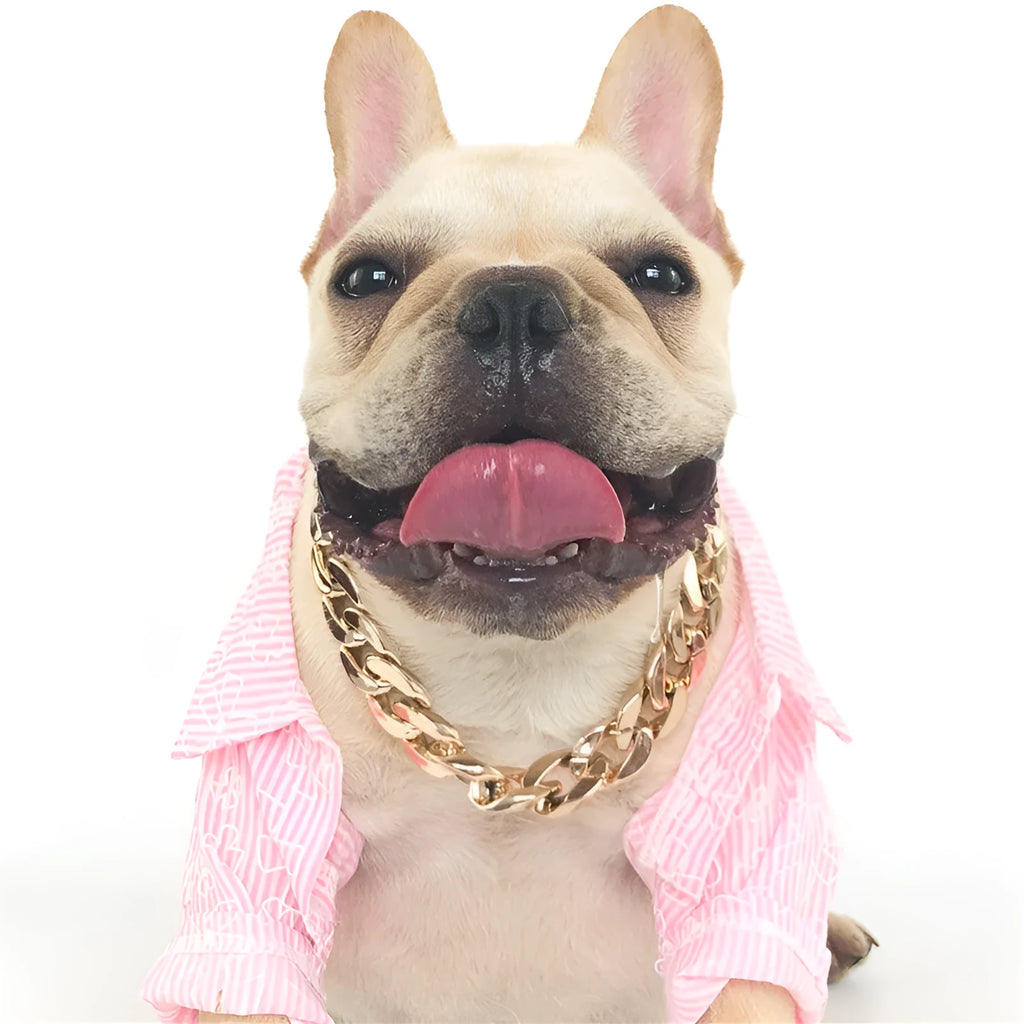 Gold colour chain-style adjustable dog collar with buckle closure for small to medium pets