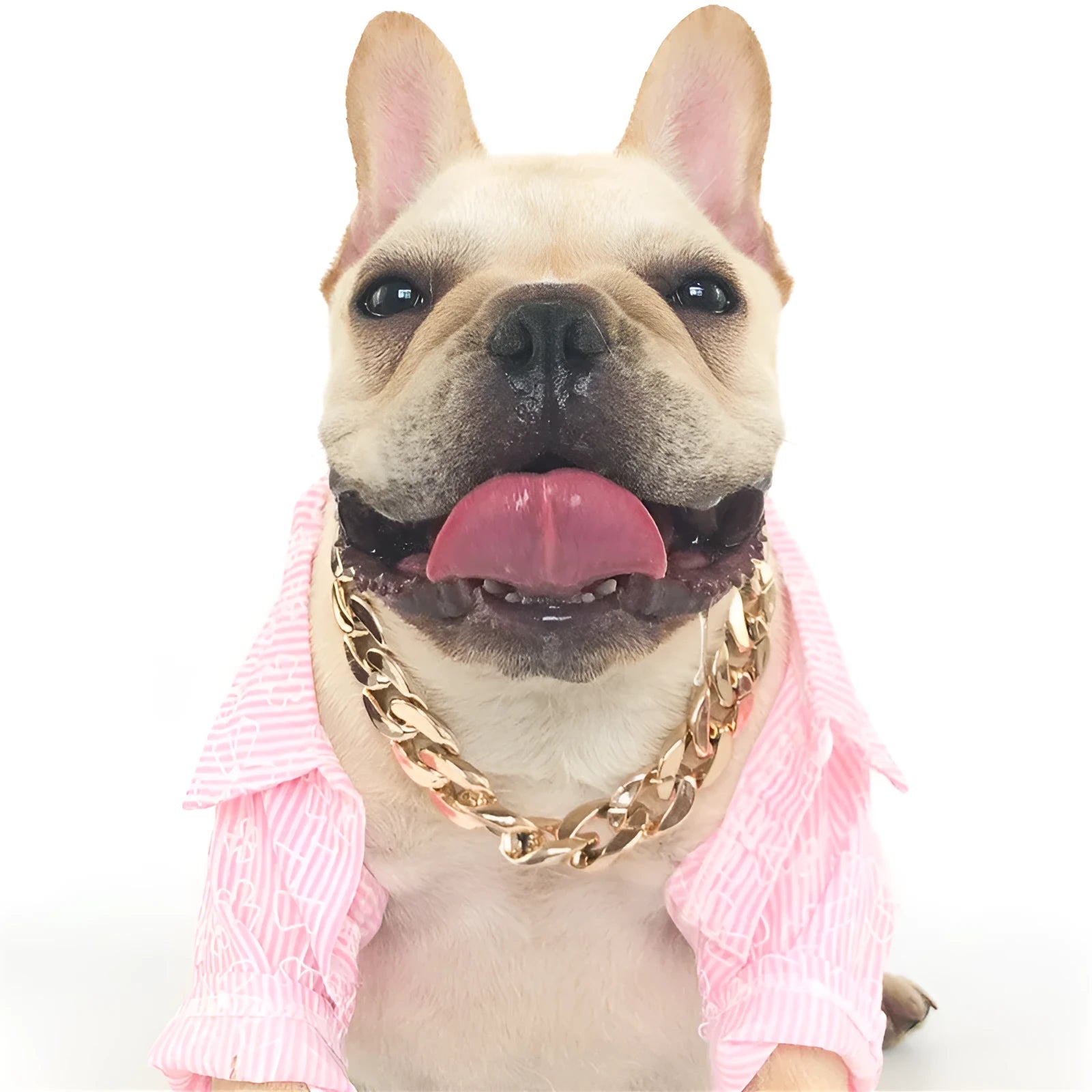 Gold colour chain-style adjustable dog collar with buckle closure for small to medium pets