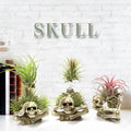Gothic style resin air plant bracket with skull design for soilless tillandsia display