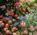 Packet of Purpleflower Holly Leaf mixed wildflower seeds for garden borders