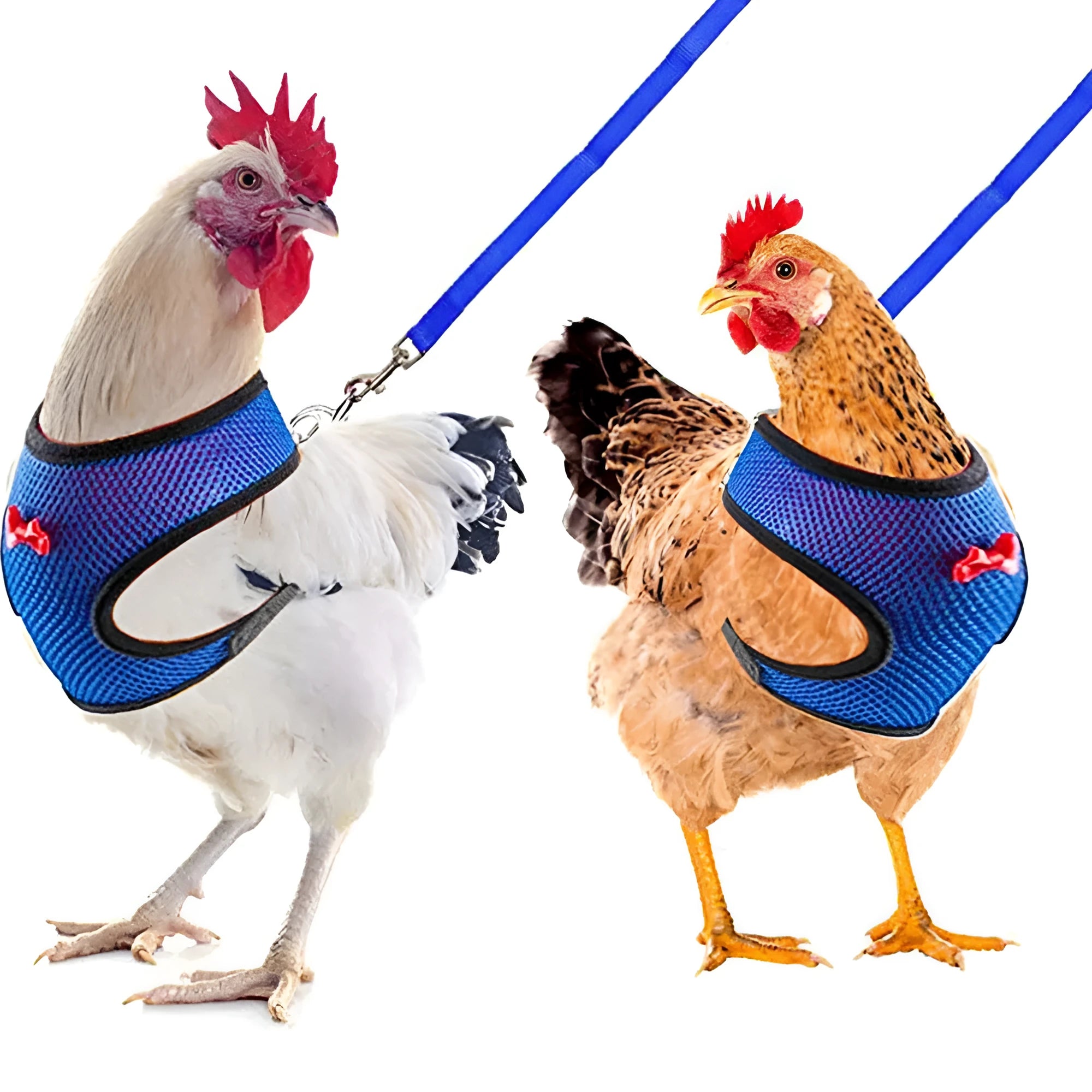 Adjustable poultry vest harness with matching collar and bow for ducks and chickens in multiple sizes and colours
