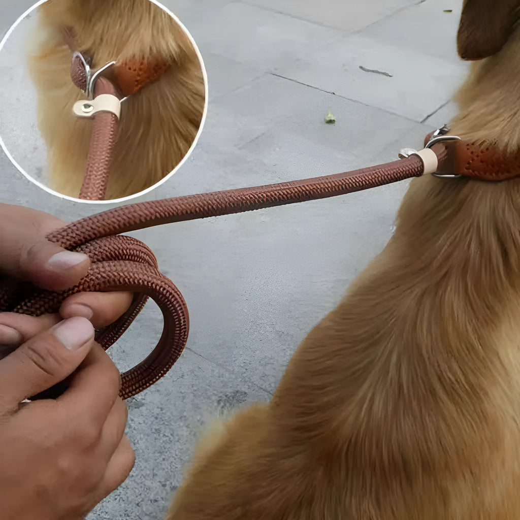 Brown nylon dog leash with hand loop, shown at full 2.1 metre length.