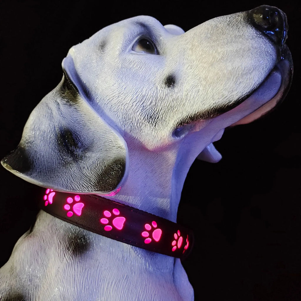 LED luminous dog collar showing seven colour lights and paw print pattern on polyester material