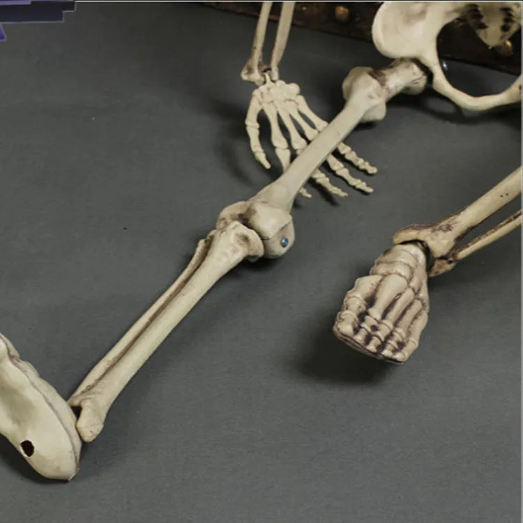Full-size plastic skeleton prop standing 170cm tall with realistic bone structure